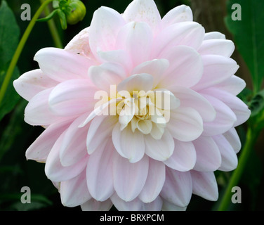 Dahlia Brackenridge ballerine rose clair fleur nénuphar fleur couleur coloré coloré couleur Banque D'Images