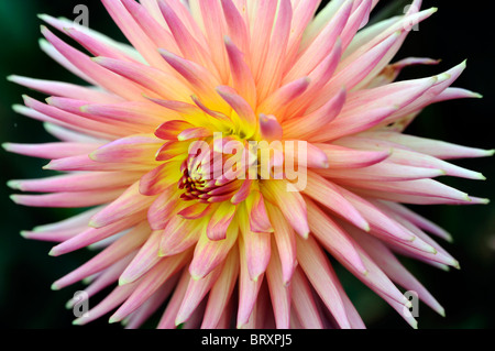 Dahlia cactus amitié variété type Compositae hybride rose blanc orange jaune se mélange Banque D'Images