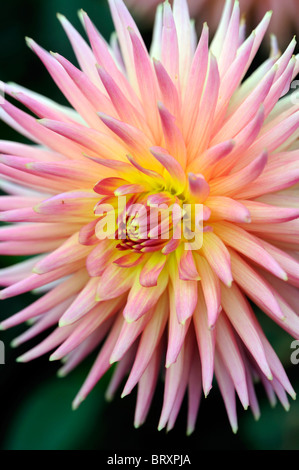Dahlia cactus amitié variété type Compositae hybride rose blanc orange jaune se mélange Banque D'Images