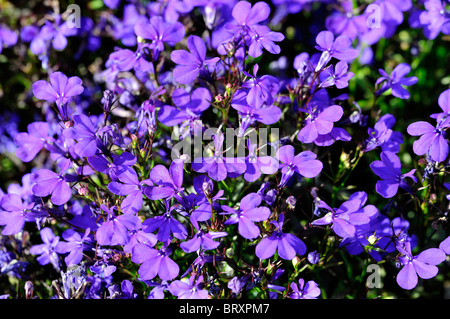 Lobelia erinus compacta Crystal Palace Lobelia Bordure fleurs bleu foncé racèmes lâches de la moitié de l'été plante vivace literie Banque D'Images