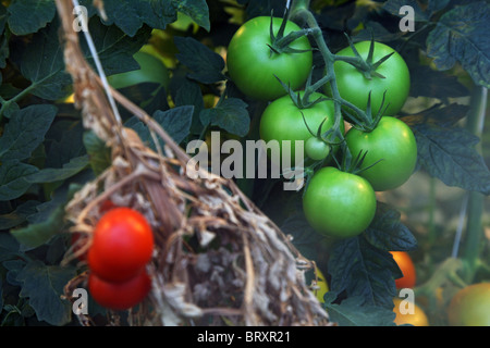 Culture DE TOMATES DE SERRE DANS LA VILLE DE HVERAGERDI, CERCLE D'OR, LE SUD DE L'Islande, EUROPE, ISLANDE Banque D'Images