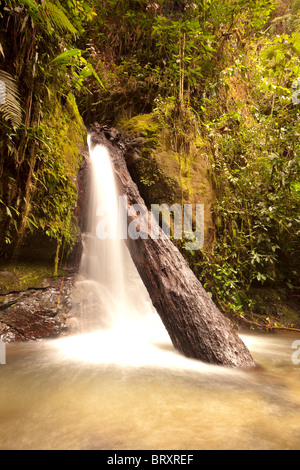 Petite Cascade dans Mindo Equateur complexes Banque D'Images