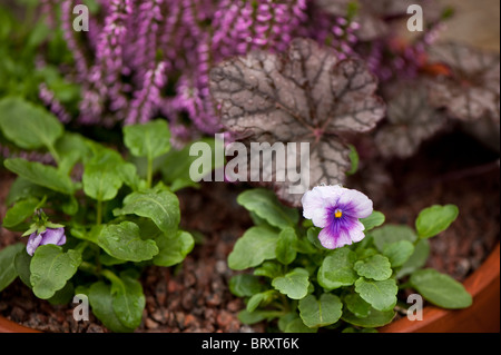 Viola F1 'Sorbet' Crème de myrtilles et d'Heuchera 'Plum Pudding" qui se développe dans un pot de fleur en céramique Banque D'Images