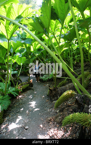 Les plantes, Trebah géant gunnera Jardins, Cornwall, England, UK Banque D'Images