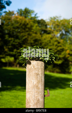 L'ortie commune, Urtica dioica, émergeant d'un poteau de clôture en bois Banque D'Images