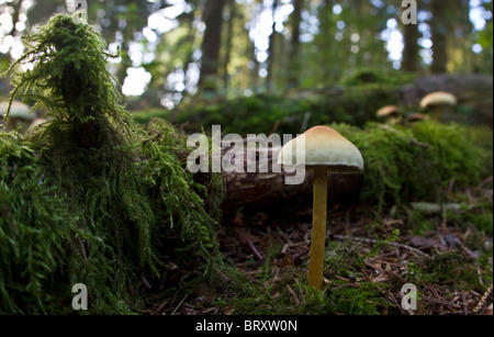 Champignon Armillaria mellea (Miel) Banque D'Images