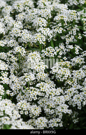 Lobularia maritima syn Alyssum tapis de neige blanc wonderland cultivar fleur fleur profuse masse annuelle profusion color Banque D'Images