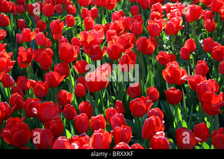 Tulipes rouges, Royal Botanical Gardens, MADRID, ESPAGNE Banque D'Images