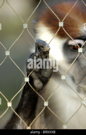 Singe triste Banque D'Images