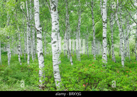 Forêt de bouleaux blancs japonais, Nagano Prefecture, Honshu, Japan Banque D'Images