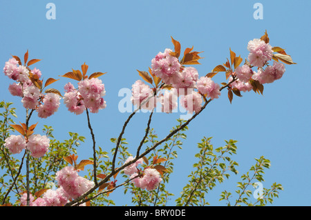 Les fleurs de cerisier, Totori Prefecture, Honshu, Japan Banque D'Images