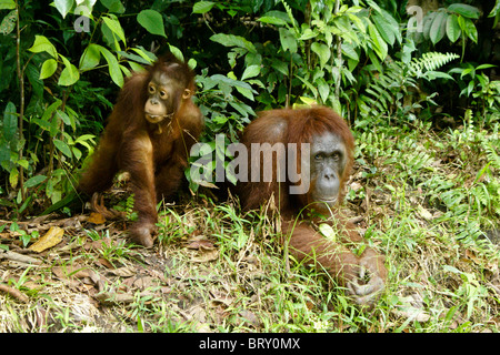 La mère et le bébé orang-outan, Bornéo, Indonésie Banque D'Images