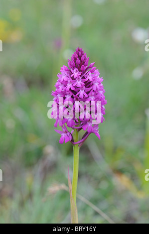 Anacamptis pyramidalis (orchidée pyramidale) à floraison printemps - Cévennes - France Banque D'Images