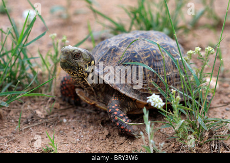 L'homme fort orné (tortues Terrapene ornata) Banque D'Images