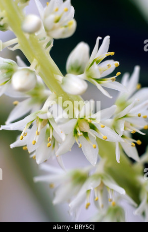 Eucomis espèce de jacinthe d'Afrique famille Hyacinthaceae communément appelé ou ananas ananas fleurs lily lilly Banque D'Images