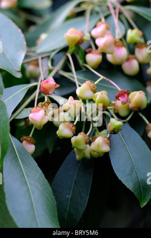 Euonymus japonica grandiflora arbre de fusée japonaise semences evergreen fruit vert feuilles Banque D'Images