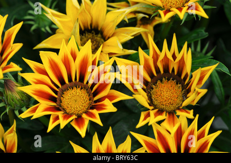 Gazania f1 kiss flamme jaune, la moitié hardy vivace annuel vibrant jaune et une bande rouge Banque D'Images