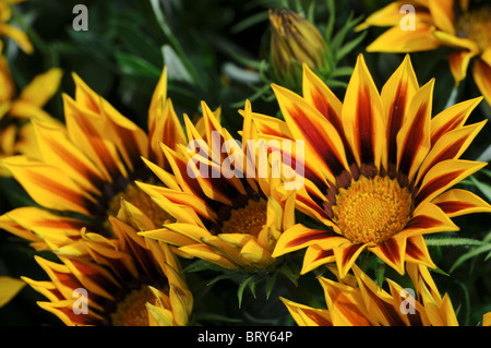 Gazania f1 kiss flamme jaune, la moitié hardy vivace annuel vibrant jaune et une bande rouge Banque D'Images