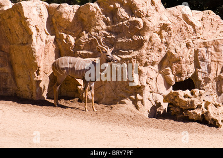 Blackbuck Antilope cervicapra Banque D'Images