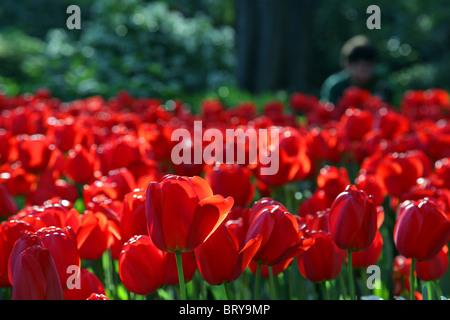 Tulipes rouges, Royal Botanical Gardens, MADRID, ESPAGNE Banque D'Images