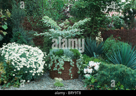 Marguerites blanches à côté petit arbre et final en grande ivy pot en osier dans coin de la ville avec jardin rhododendron rose pâle Banque D'Images