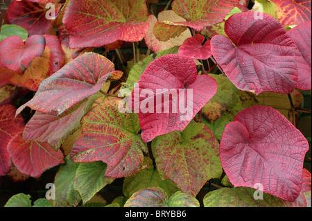 Crimson Glory Vine Gloryvine feuilles multicolores en automne Vitis Coignetiae Banque D'Images