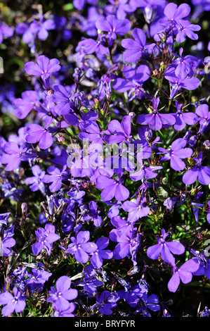 Lobelia erinus compacta Crystal Palace Lobelia Bordure fleurs bleu foncé racèmes lâches de la moitié de l'été plante vivace literie Banque D'Images