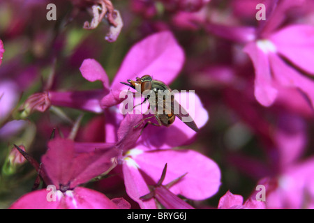 Rhingia campestris hoverfly Banque D'Images