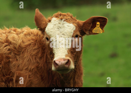 vache Banque D'Images