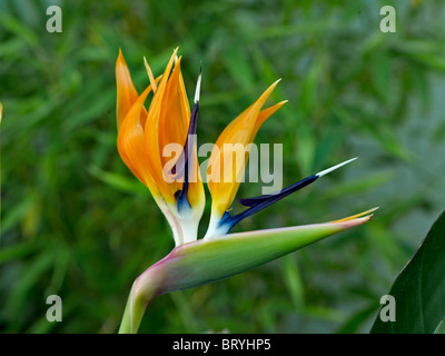 La floraison de Strelitzia reginae Banque D'Images