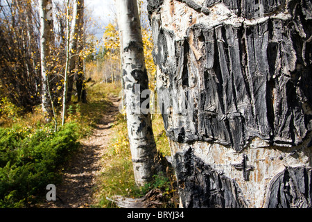 Gros plan de l'écorce d'un marqué tremble à l'automne, les Greens Creek Trail, San Isabel National Forest, Colorado, USA Banque D'Images