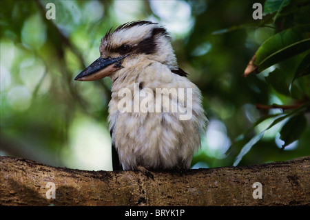 Kookaburra portrait. Banque D'Images