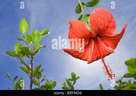 Fleur d'hibiscus rouge avec ciel bleu Banque D'Images