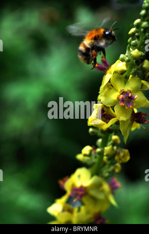 Une abeille recueille le pollen d'un épi jaune de Verbascum Oxfordshire UK Banque D'Images