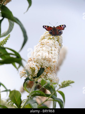 Un Paon papillon sur un Buddleia White Bush dans un chalet jardin UK Banque D'Images