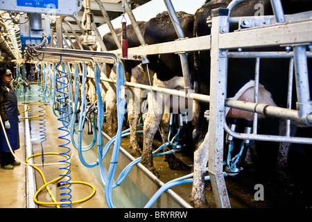 La traite des vaches dans une laiterie nr Leigh, Surrey Banque D'Images