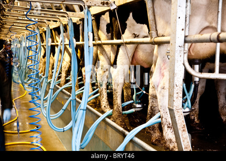 La traite des vaches dans une laiterie nr Leigh, Surrey Banque D'Images