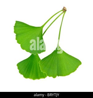Trois feuilles de ginkgo biloba vert isolé sur fond blanc Banque D'Images