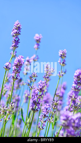 La lavande en fleurs d'herbe dans un jardin avec ciel bleu Banque D'Images