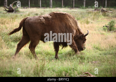 Un bison dans Belavezhskaya Pushcha, Kamjanjuki, Bélarus Banque D'Images