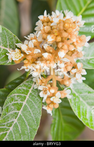 Eriobotrya japonica ; les fleurs de la nèfle ou néflier du Japon Banque D'Images