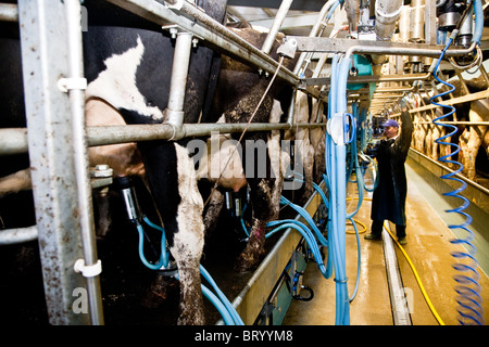 La traite des vaches dans une laiterie nr Leigh, Surrey Banque D'Images