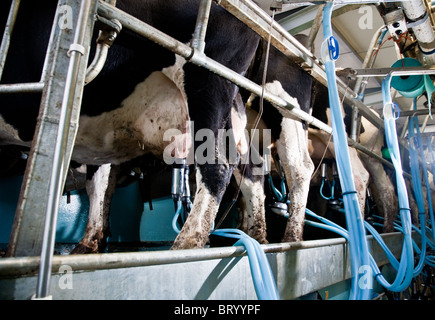 La traite des vaches dans une laiterie nr Leigh, Surrey Banque D'Images