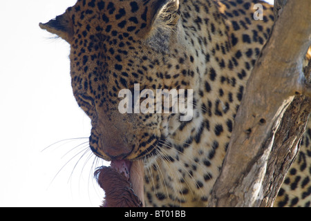 Leopard Impala manger closeup Banque D'Images