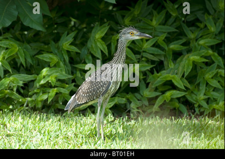 Les juvéniles, jaune bihoreau gris Nyctanassa violacea, Houston Texas USA Banque D'Images