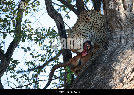 Manger l'Antilope Impala léopard dans l'arbre Banque D'Images