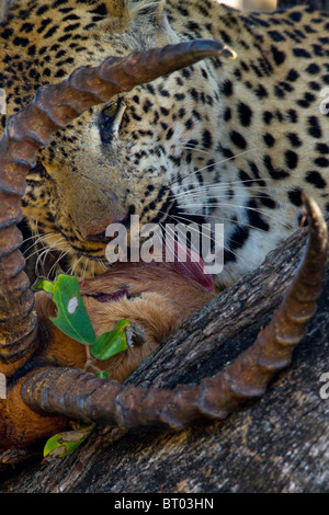 Leopard Impala manger closeup Banque D'Images