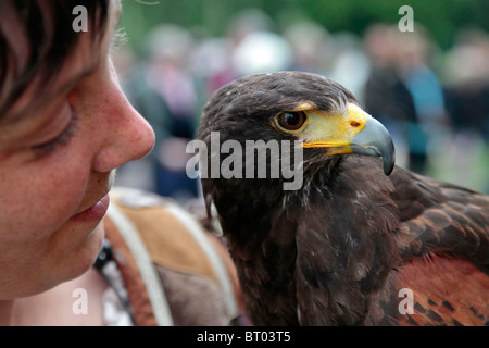 HARRIS HAWK, LA FAUCONNERIE ET SPECTACLE D'OISEAUX DE PROIE Banque D'Images