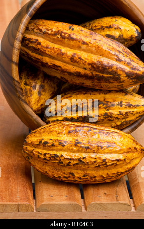 Theobroma cacao sur le pont Banque D'Images