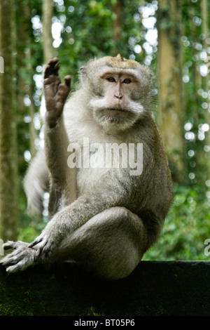 L'éraflure de macaques à longue queue, Sangeh Monkey Forest, Ubud, Bali, Indonésie Banque D'Images